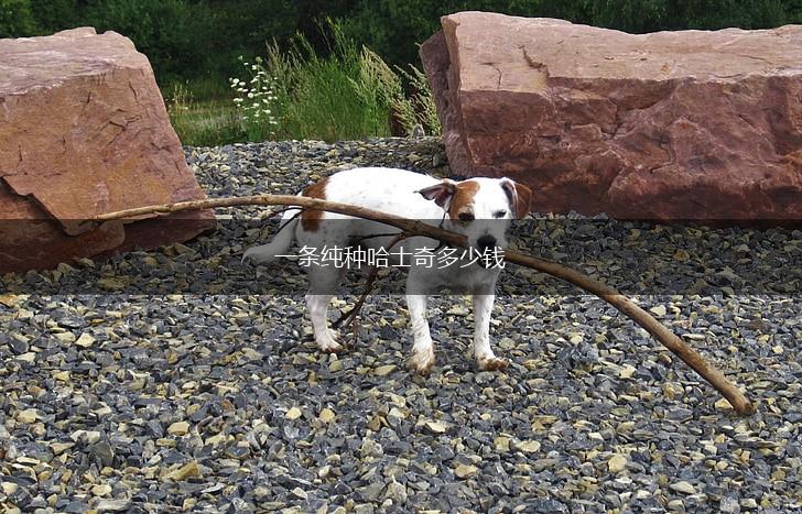 一条纯种哈士奇多少钱,第1张