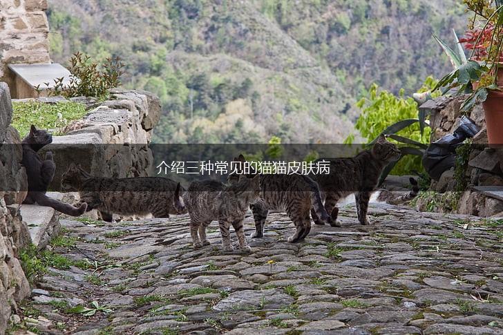 介绍三种常见的猫猫皮肤病,第1张