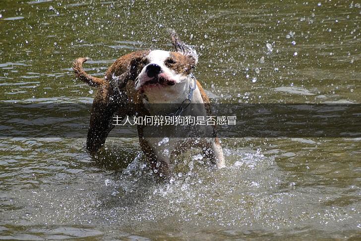 主人如何辩别狗狗是否感冒,第1张