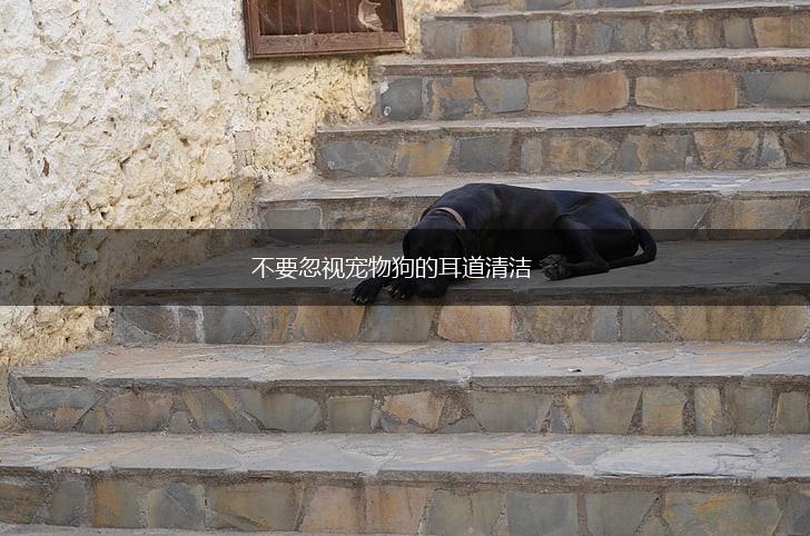 不要忽视宠物狗的耳道清洁,第1张