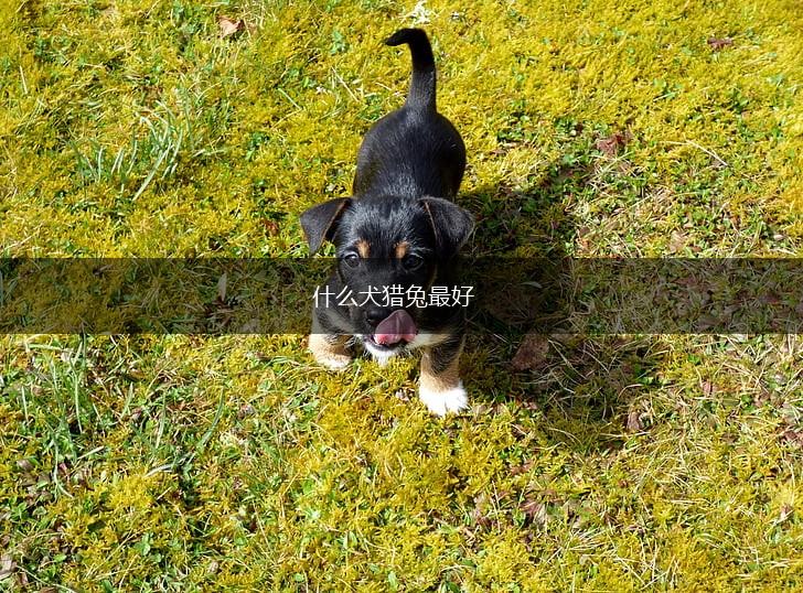 什么犬猎兔最好,第1张