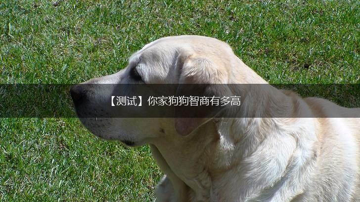 【测试】你家狗狗智商有多高,第1张