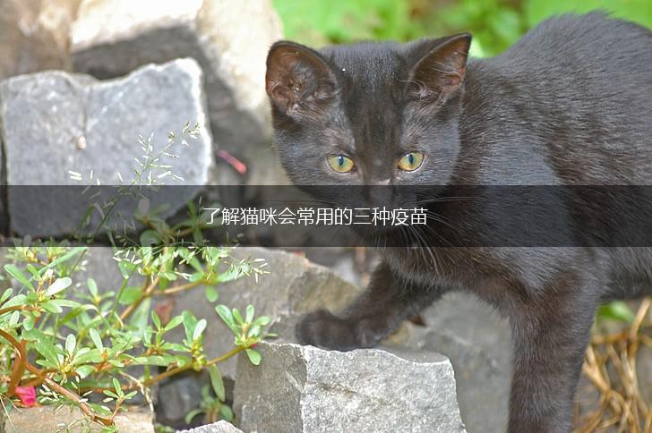 了解猫咪会常用的三种疫苗,第1张