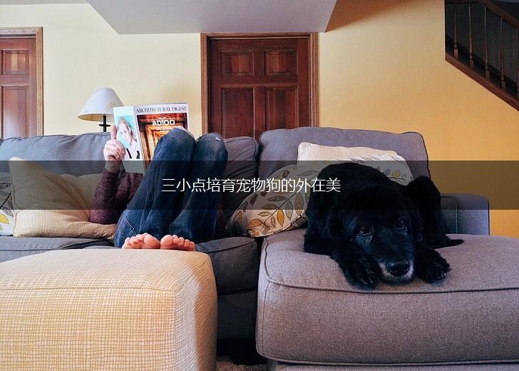 三小点培育宠物狗的外在美,第1张