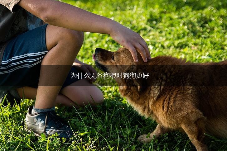 为什么无谷狗粮对狗狗更好,第1张