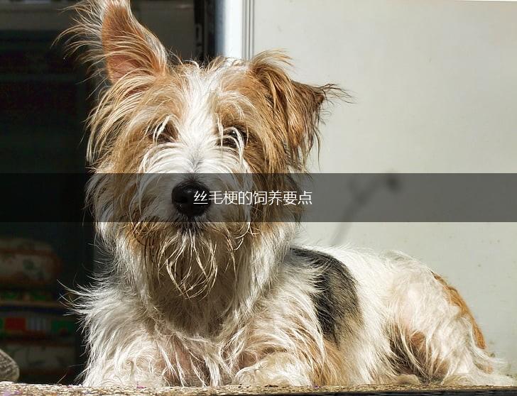 丝毛梗的饲养要点,第1张