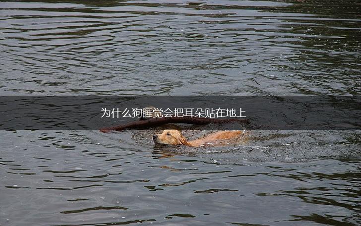 为什么狗睡觉会把耳朵贴在地上,第1张