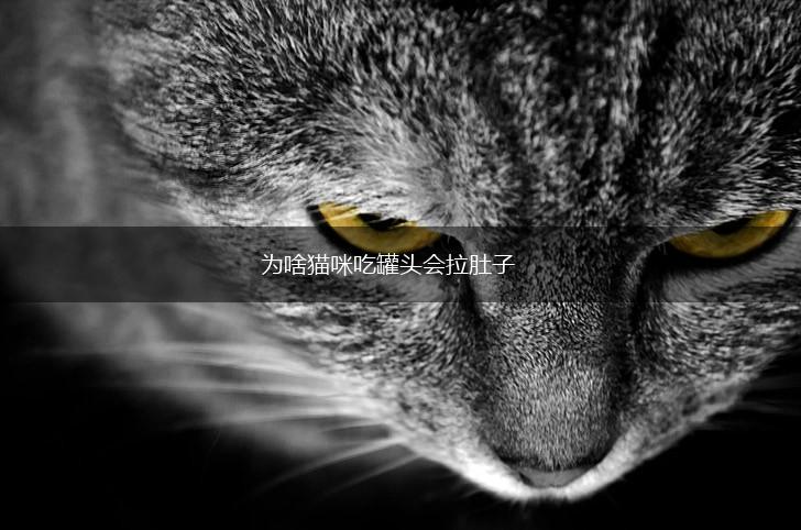 为啥猫咪吃罐头会拉肚子,第1张