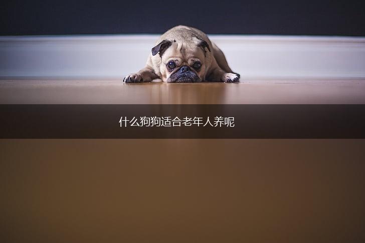 什么狗狗适合老年人养呢,第1张