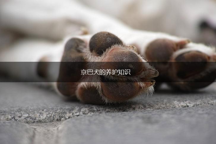 京巴犬的养护知识,第1张