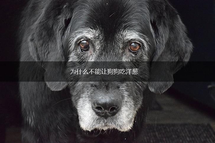 为什么不能让狗狗吃洋葱,第1张
