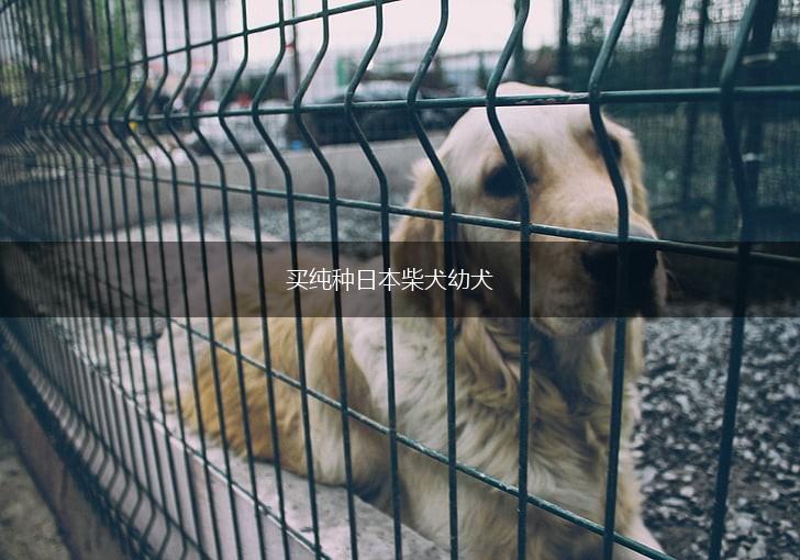 买纯种日本柴犬幼犬,第1张