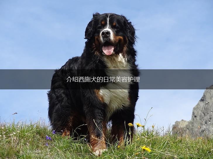 介绍西施犬的日常美容护理,第1张