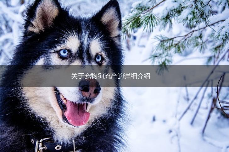 关于宠物狗流产的详细介绍,第1张