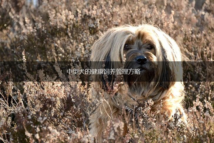 中型犬的健康饲养管理方略,第1张