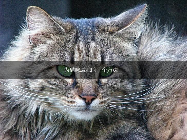 为猫咪减肥的三个方法,第1张