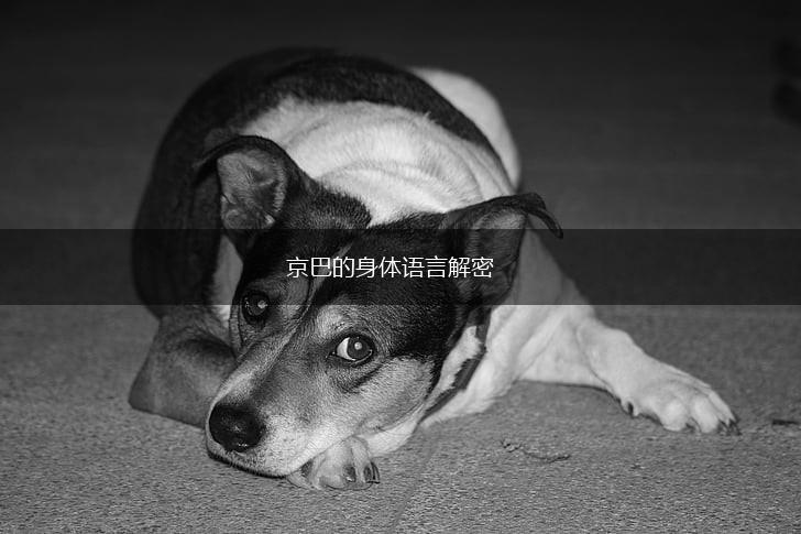 京巴的身体语言解密,第1张
