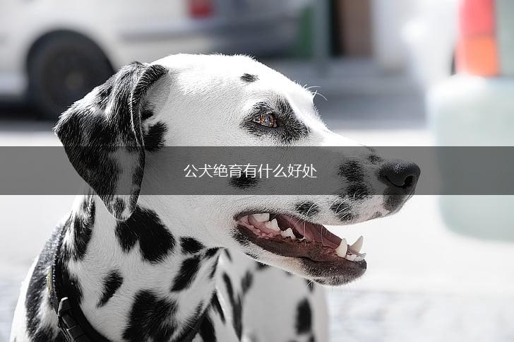 公犬绝育有什么好处,第1张
