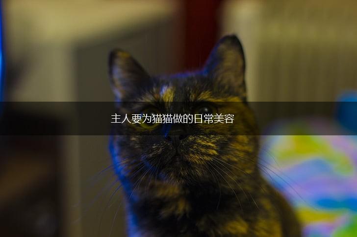 主人要为猫猫做的日常美容,第1张