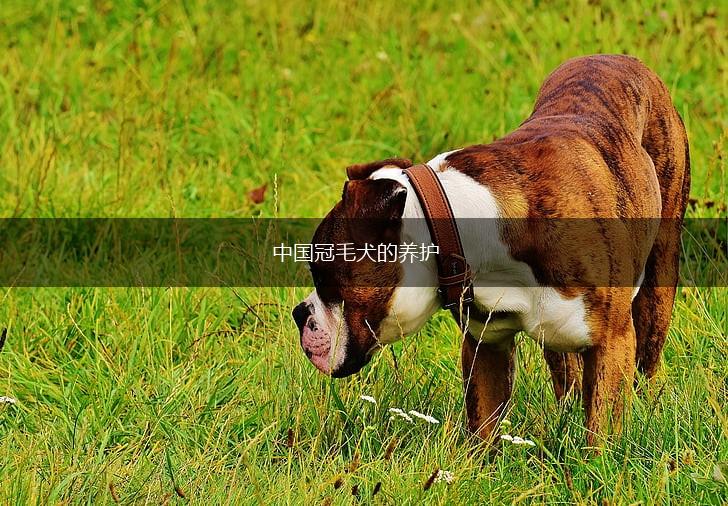 中国冠毛犬的养护,第1张