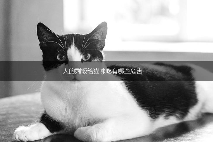 人的剩饭给猫咪吃有哪些危害,第1张