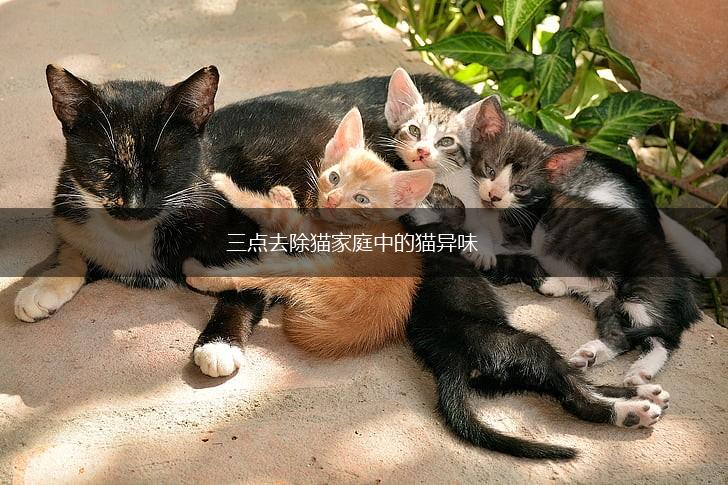 三点去除猫家庭中的猫异味,第1张
