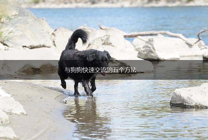 与狗狗快速交流的五个方法,第1张