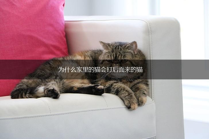 为什么家里的猫会打后面来的猫,第1张