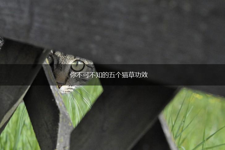 你不可不知的五个猫草功效,第1张