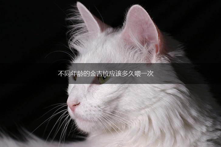 不同年龄的金吉拉应该多久喂一次,第1张