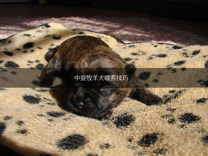 中亚牧羊犬喂养技巧,第1张