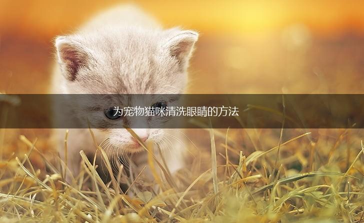 为宠物猫咪清洗眼睛的方法,第1张