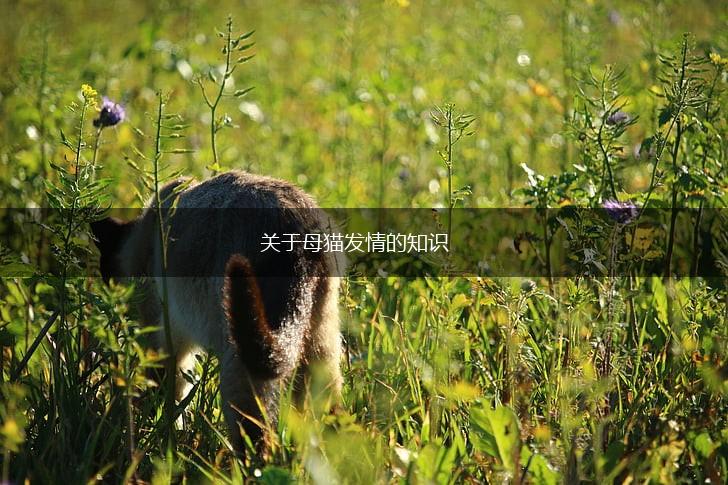 关于母猫发情的知识,第1张