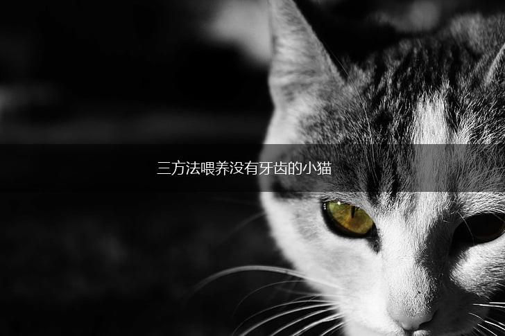三方法喂养没有牙齿的小猫,第1张