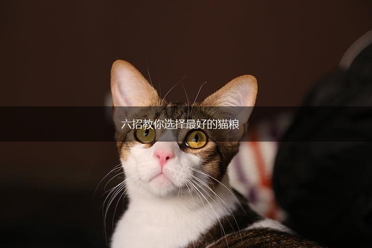 六招教你选择最好的猫粮,第1张