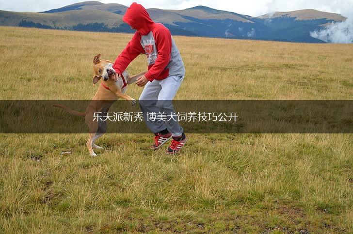乐天派新秀 博美犬饲养技巧公开,第1张