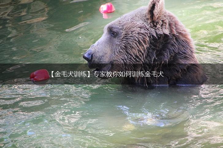 【金毛犬训练】专家教你如何训练金毛犬,第1张
