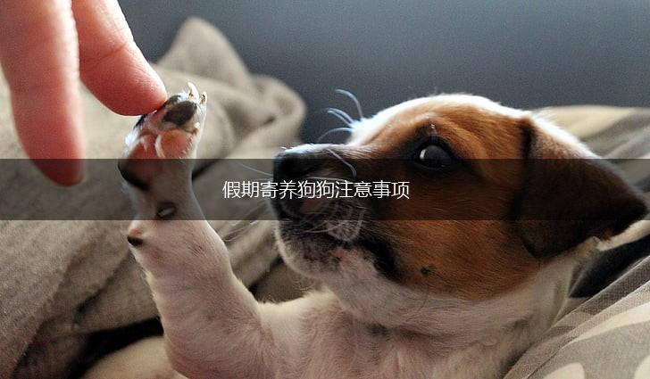 假期寄养狗狗注意事项,第1张