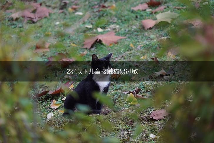 2岁以下儿童接触猫易过敏,第1张