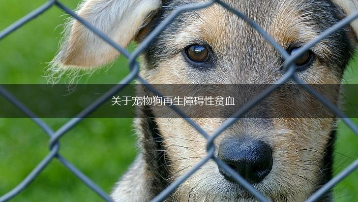 关于宠物狗再生障碍性贫血,第1张