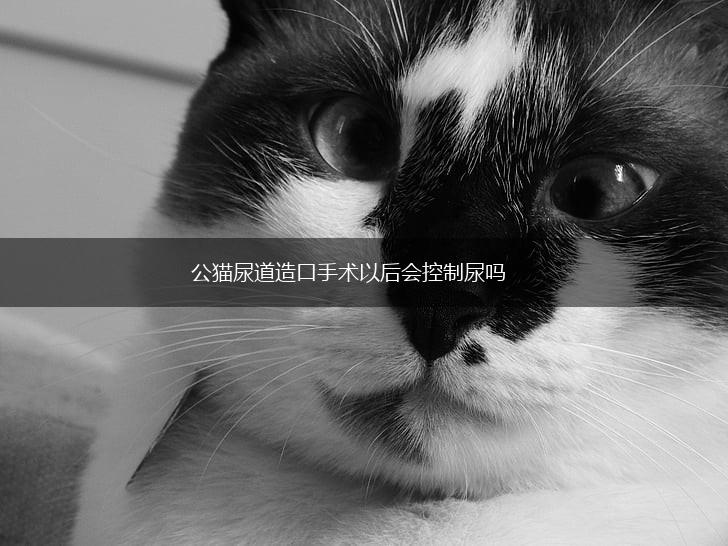 公猫尿道造口手术以后会控制尿吗,第1张