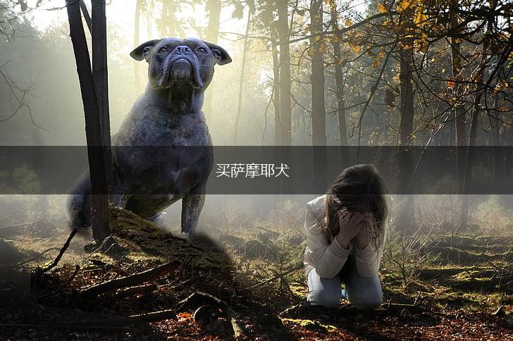 买萨摩耶犬,第1张