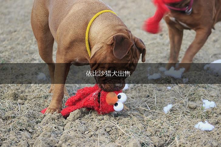 依比沙猎犬出售,第1张