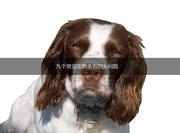 九个常见宠物美容的大问题,第1张