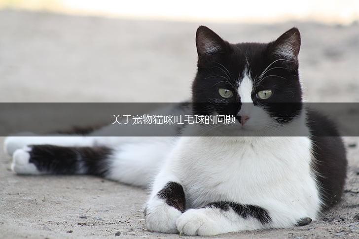 关于宠物猫咪吐毛球的问题,第1张