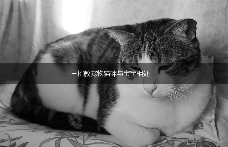 三招教宠物猫咪与宝宝相处,第1张