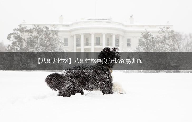 【八哥犬性格】八哥性格善良 记忆强易训练,第1张