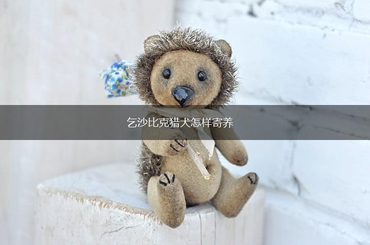 乞沙比克猎犬怎样寄养,第1张