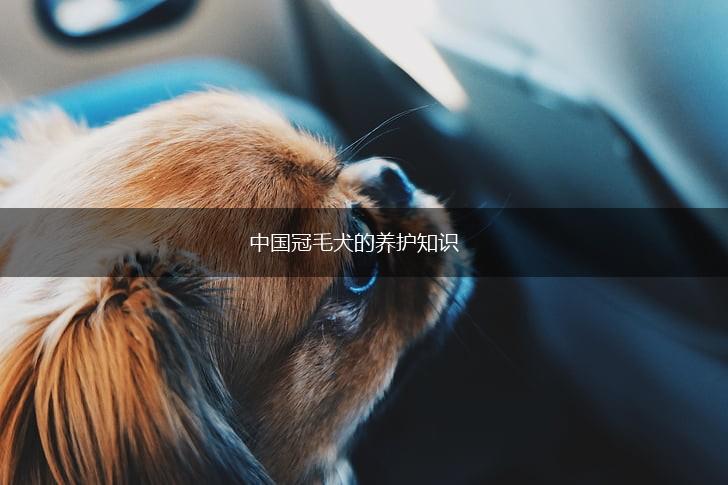 中国冠毛犬的养护知识,第1张