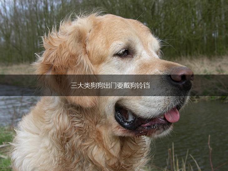三大类狗狗出门要戴狗铃铛,第1张
